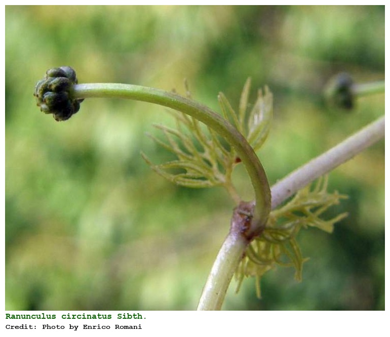 Ranunculus circinatus Sibth.